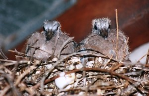 Australian Citizenship rules for the birds