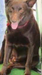 The World Moves In Mysterious Ways (Red Dog Movie Part 2)