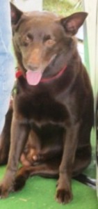 The World Moves In Mysterious Ways (Red Dog Movie Part 2)