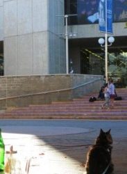 How to be a cultured inner city cool cat (Main Coone)