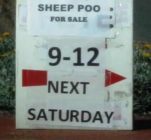 You think your life’s tough – constipated sheep