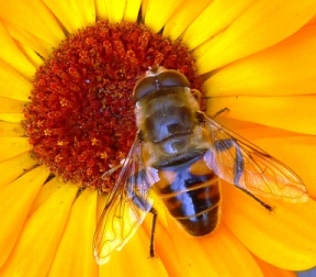 Bee By Eurapart.jpg