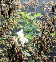 The Queen Bee …literally