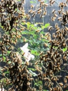 Bees 252C Flower 225x300.jpg