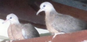 Doves 300x147.jpg
