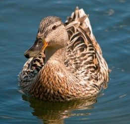 How ducks may hold the key to good health