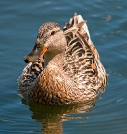 Duck By Madmcmojo.jpg