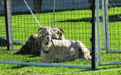 Been called a Show Pony? Just what does it take to be a Show Pony?