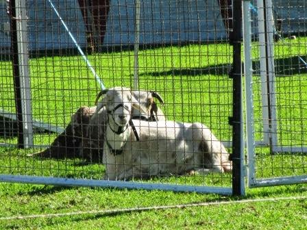Been called a Show Pony? Just what does it take to be a Show Pony?