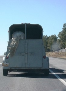 Horse Butt By Midwinter 218x300.jpg