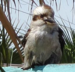 Pool showdown ducked with a careless giggle (Australian wildlife)