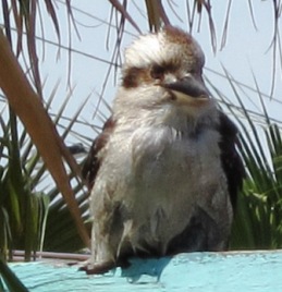 Kookaburra2.jpg