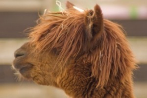 Lama Hair By Simon_redwood 300x200.jpg