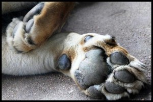 Lions Paw By Michaela Shipman 300x200.jpg