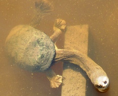 Long Neck Turtle By Robin Hutton.jpg