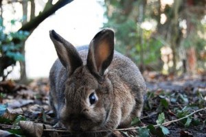 Rabbit By Robobobobo 300x200.jpg