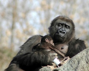 Sleeping Gorilla By Zpics Compressd 300x240.jpg
