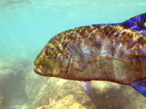 Trevally By Vic Deleon 300x225.jpg